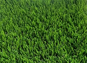 Искусственная трава  Деко 35 мм (4 цвета) 2 м